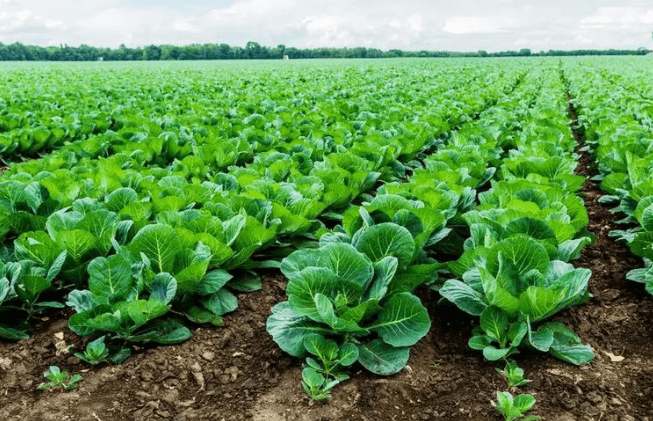 <a href=http://wd888.cn/mcy/ target=_blank class=infotextkey>木醋液</a>對土壤改良