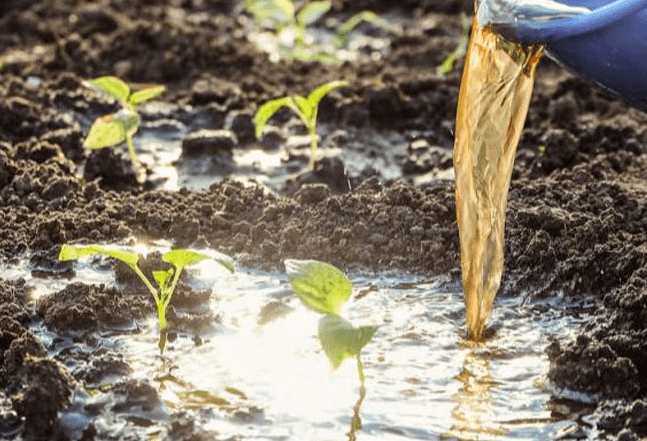 <a href=http://wd888.cn/mcy/ target=_blank class=infotextkey>木醋液</a>對農(nóng)作物改良土壤圖